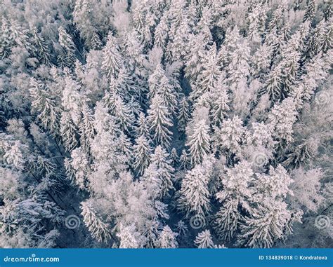 Aerial View Of Winter Forest Covered With Snow View From Above Stock