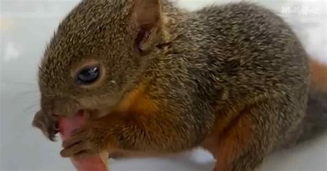 Injured Squirrel Rescued By Woman Is The Worlds Cutest Paper Shredder