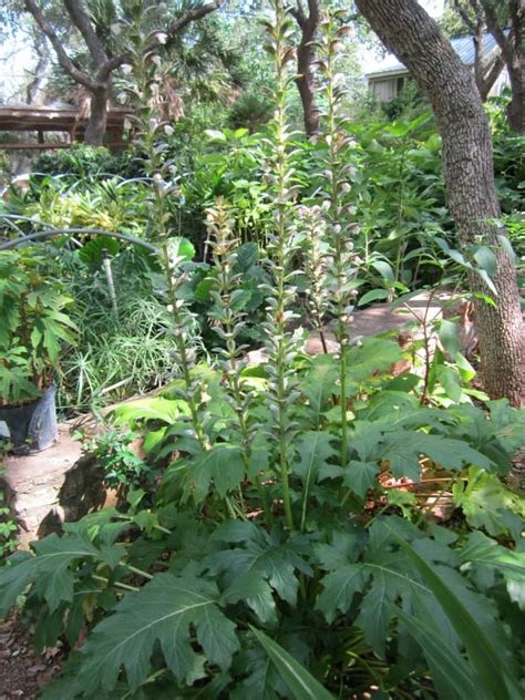 Shade plants do not have to be boring. grecian pattern plant | Shade plants, Backyard shade ...