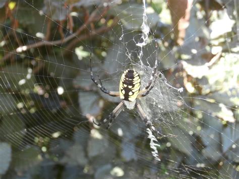 Spider Beech Kleckner Oasis