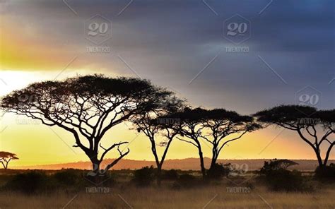 Acacia Trees In The African Desert Against A Colourful Sky