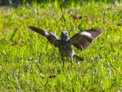 Northern Mockingbird Juvenile Getting Ready For Flight Feederwatch