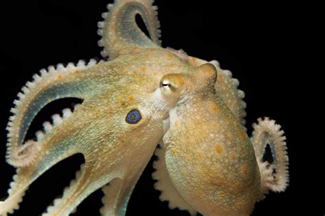 Octopuses Get Strangely Cuddly On The Mood Drug Ecstasy Ncpr News