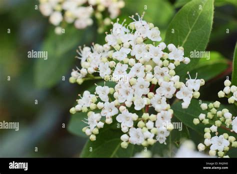 Viburnum Tinus French White Winter Blossoms Also Called Laurustinus