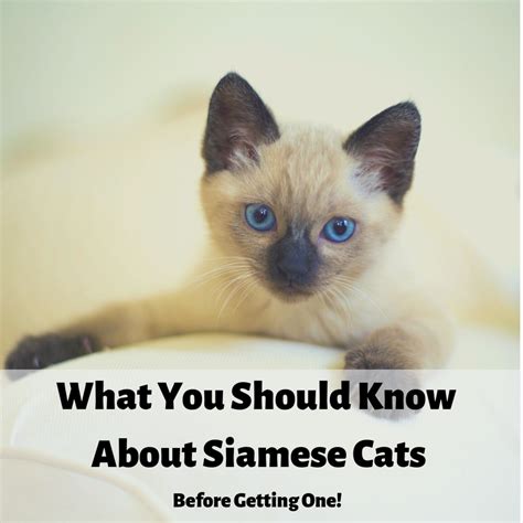The siamese itself is a natural breed, meaning its original pointed pattern was the result of a genetic mutation. Siamese Cats: What You Should Know Before Getting One ...