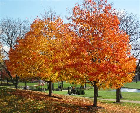 Acer Saccharum Sugar Maple Trees In Fall Colors Newark Campus Of