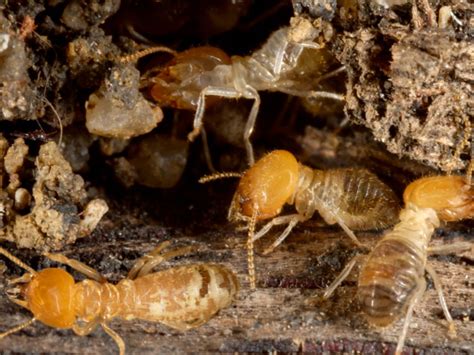 Crawl Space Pests