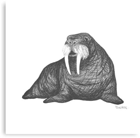 Walrus Drawing At Explore Collection Of Walrus Drawing
