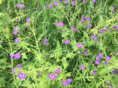 Plant Identification La Purple Flower Wild Growing Shade Loving