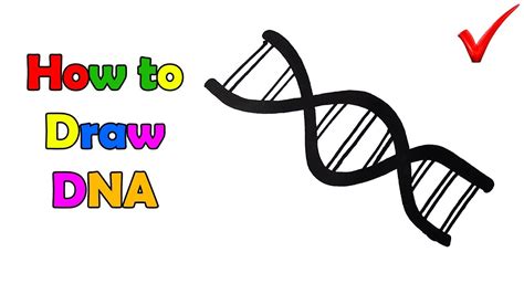 Simple Dna Strand Drawing