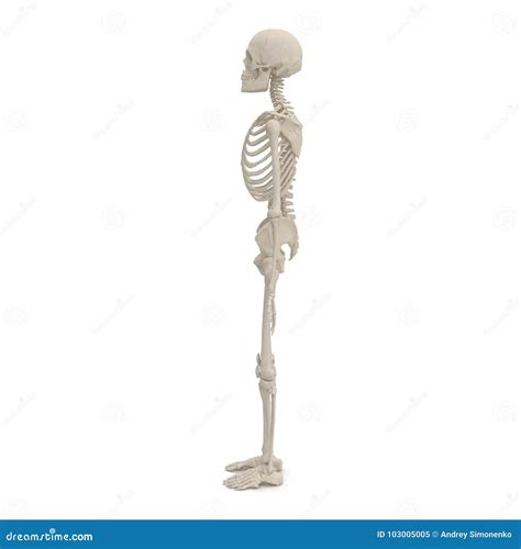 Human Male Skeleton Standing Pose On White 3d Illustration Stock
