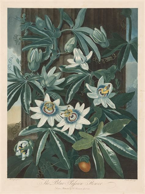 Vintage Botanical Prints 49 In A Series The Blue Passion Flower