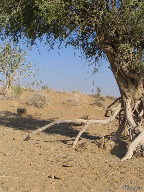 Root Of Desert Tree Desert Of Jaisalmer 100 Thousand Photos