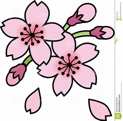 Sakura Blossom Cherry Flower Flowers Cartoon