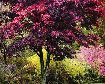 Trees Nature Vibrant England Autumn Plants Colors
