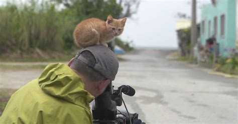 Famous Wildlife Photographer Attacked By Cat Nature