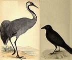 Why the crow is black and the crane has a peculiar voice - Australian ...