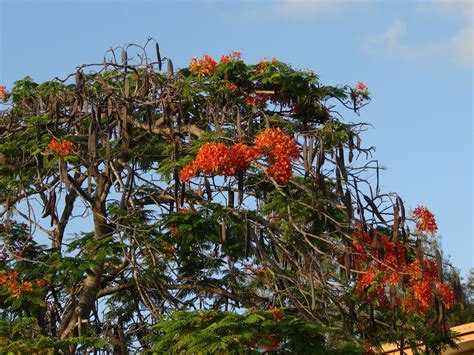 Poinciana Tree Full Of Seed Pods A Photo On Flickriver