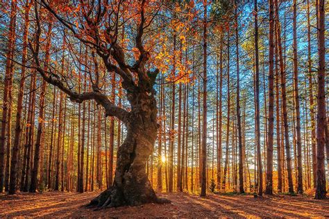 Photographie The King Of The Forest Evgeni Dinev · Yellowkorner