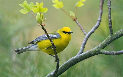 Yellow Bird Wallpapers 6895007