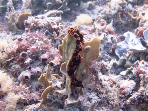 Marine Flatworms The Butterflies Of The Sea Africa Geographic