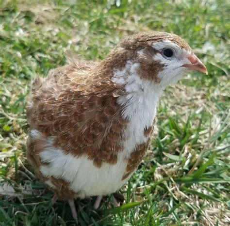Kansas City Quail Farmforum Open Topic.html