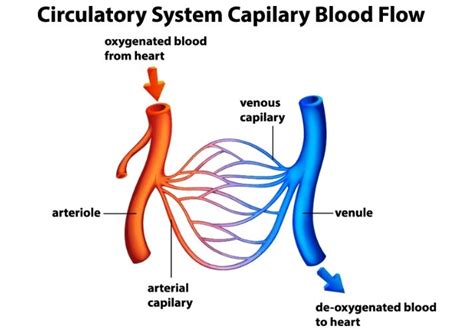 The Circulatory System Educational Resources K12 Learning Life Science