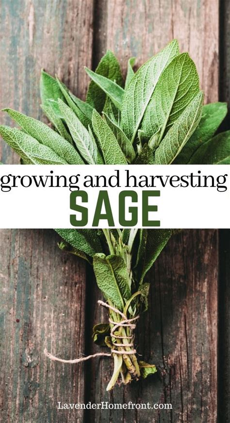 How To Grow And Harvest Sage Gardening For Beginners Growing Sage