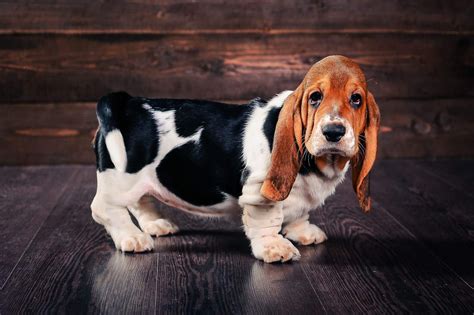 Miniature Basset Hound Puppies For Sale Near Me Cute Puppies For Me