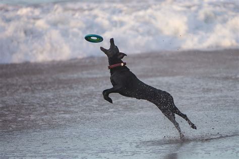 Dog Black Dog Catching Frisbee Santa Cruz Image Free Photo