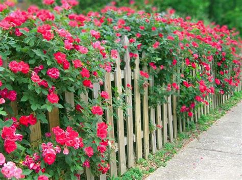 Last year my double knock out roses were fertilized with a fertilizer for roses,they didn't bloom. Plant Care 101: Double Knock Out Roses | Knockout roses ...