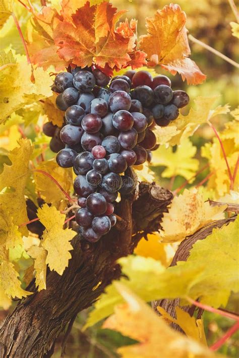 Purple Grapes Hanging On Vine Stock Image Image Of Golden