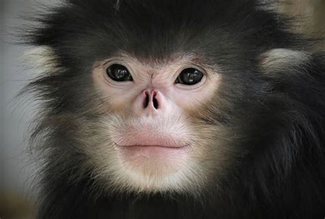 A New National Park For The Myanmar Snub Nosed Monkey Rainforest Trust