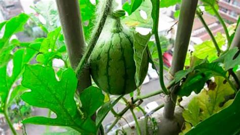 How To Grow Watermelon In Pot Vertically Mahagro