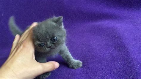 Blue Exotic Shorthair Kitten Youtube