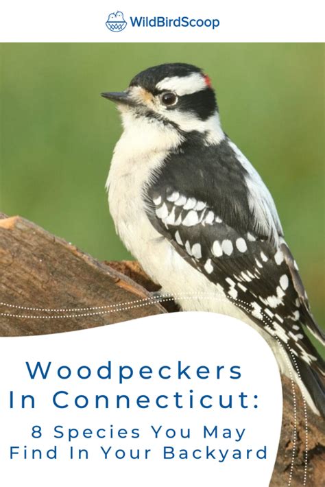 Woodpeckers In Connecticut 8 Species You May Find In Your Backyard