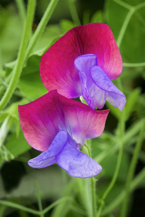 Sweet Pea Flowers Lathyrus Olympus Digital Camera Flickr