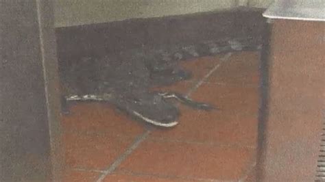 Man Charged With Tossing Alligator Through Wendys Drive Thru