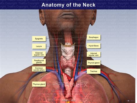 Anatomy Of The Throat Area