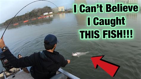 We did not find results for: AMAZING Striped Bass CATCH, CLEAN & COOK Delicious Fish ...