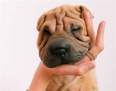 Shar Pei Origen Características Y Cuidados Del Perro Chino De Lengua