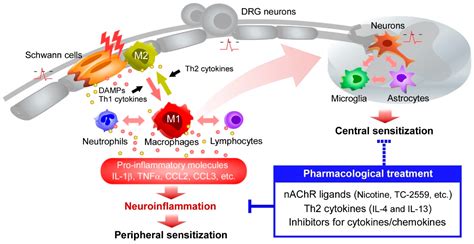 Ijms Free Full Text Pharmacological Regulation Of Neuropathic Pain
