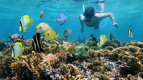 Snorkelling In The Great Barrier Reef Intrepid Travel Blog The Journal