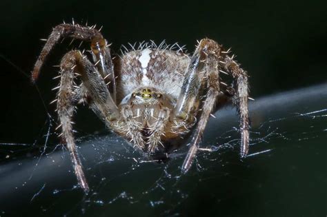 Scary Spiders Pictures