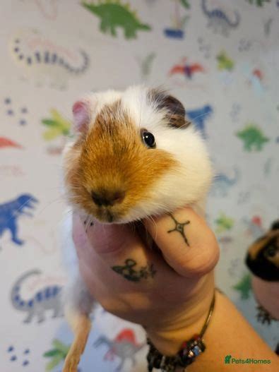 2 Beautiful Male Baby Guinea Pigs Lincoln Pets4homes