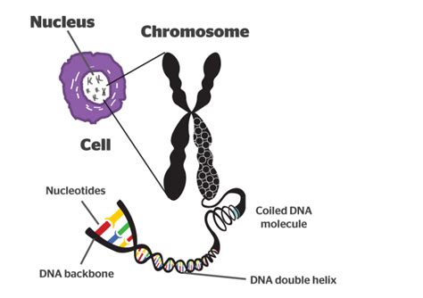 What Is A Chromosome Definition Structure And Evolution