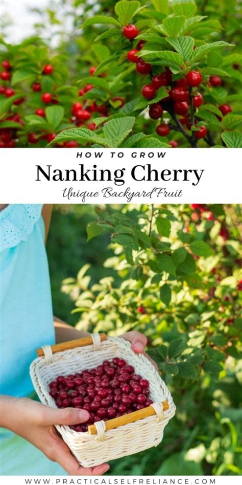 How To Grow Nanking Cherry Prunus Tomentosa
