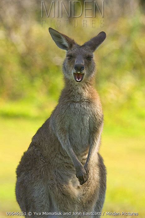Eastern Grey Kangaroo Stock Photo Minden Pictures