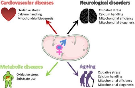 Mitochondria Are At The Heart Of Neurological Metabolic And