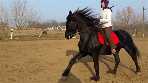 Friesian Mare For Sale Youtube